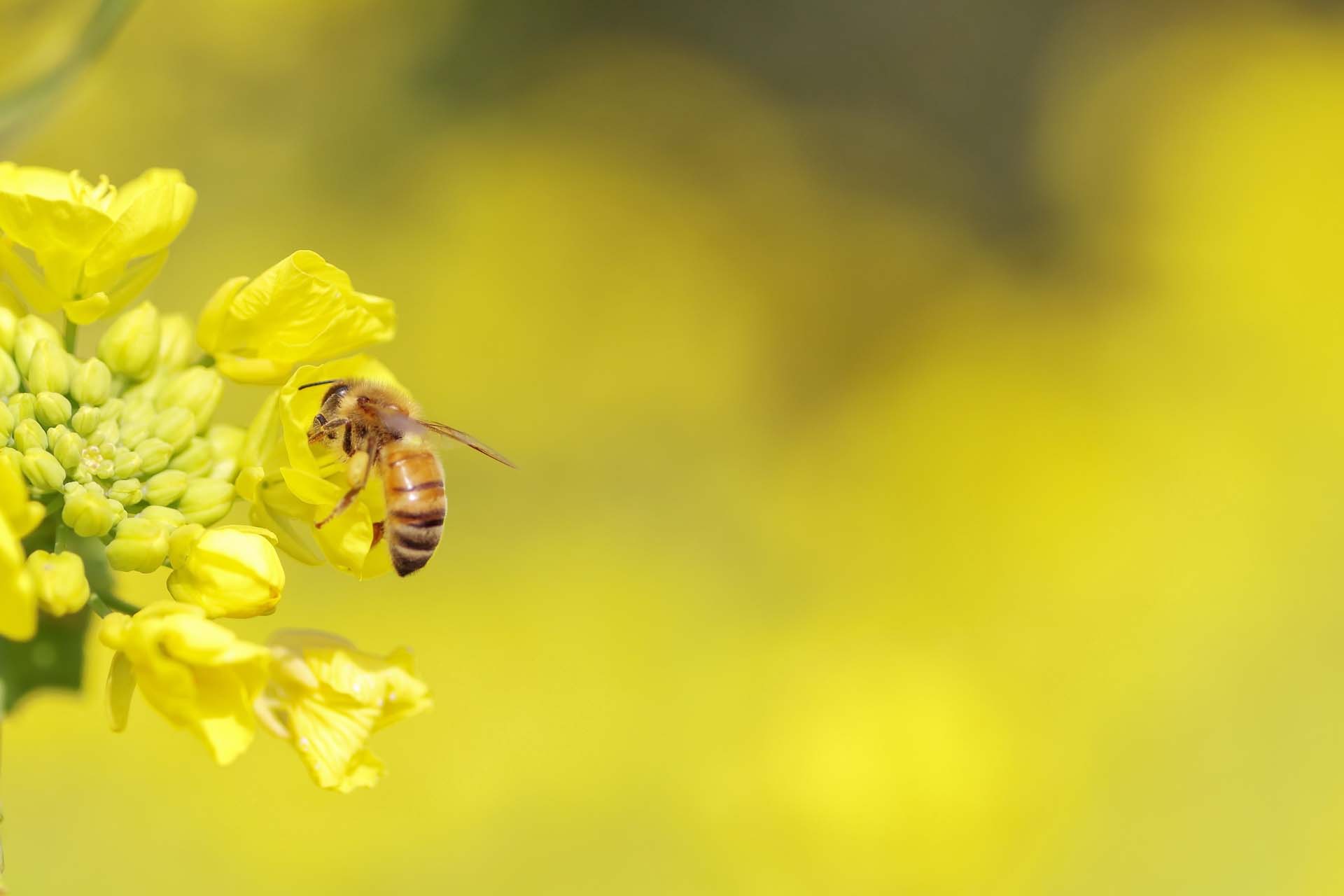 非加熱・抗生物質不使用