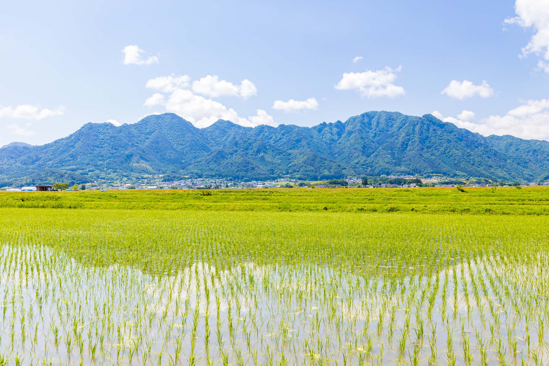 地域性を活かした5種類のはちみつ