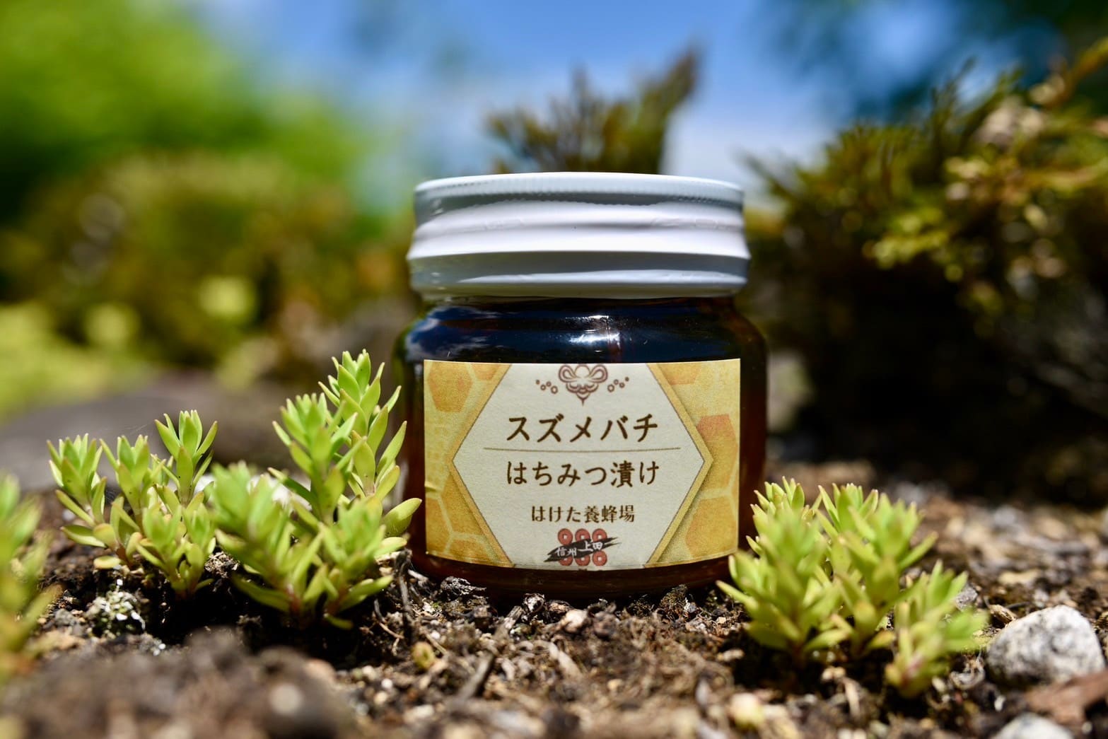 オオスズメバチ蜂蜜漬け