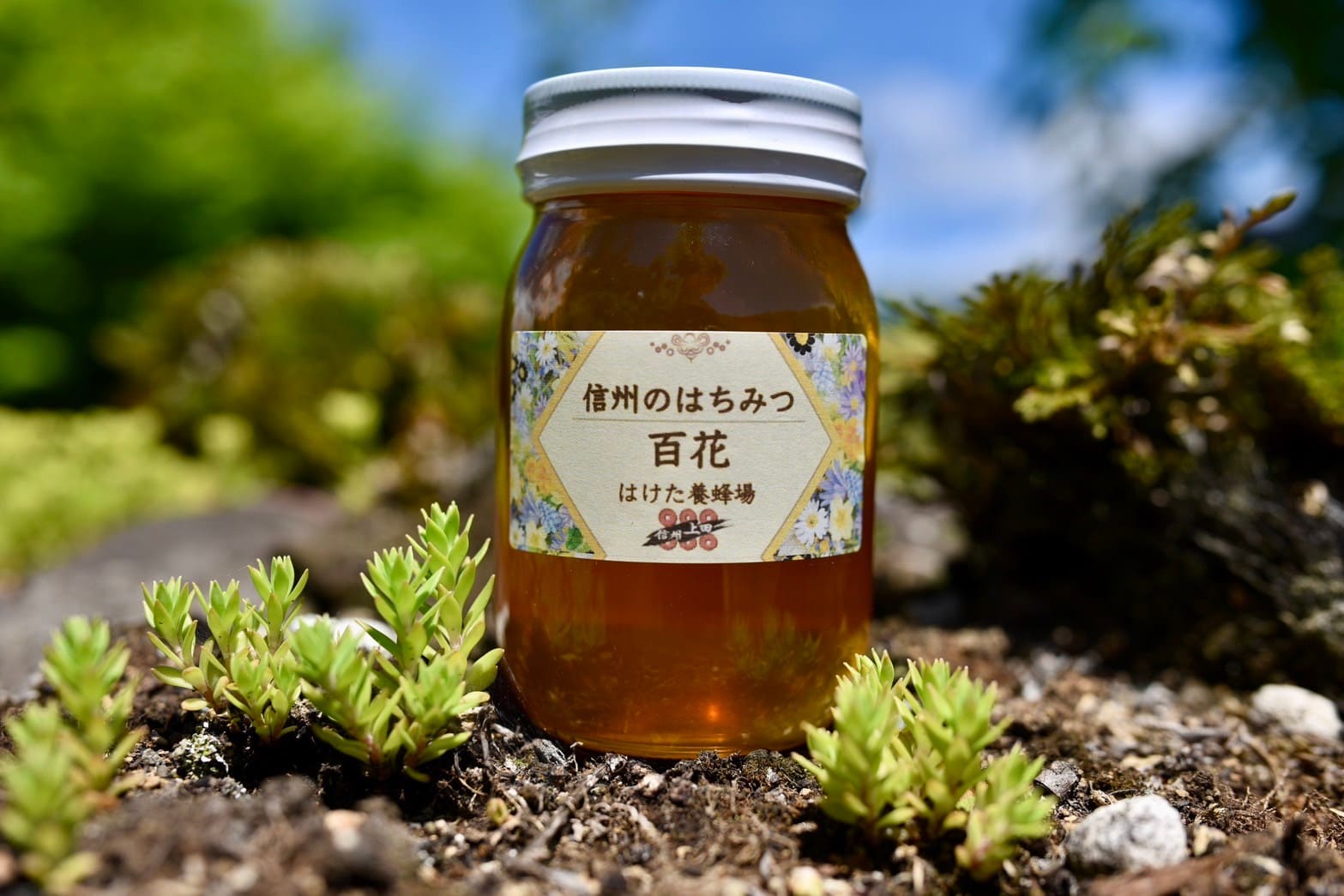 信州のはちみつ 600g