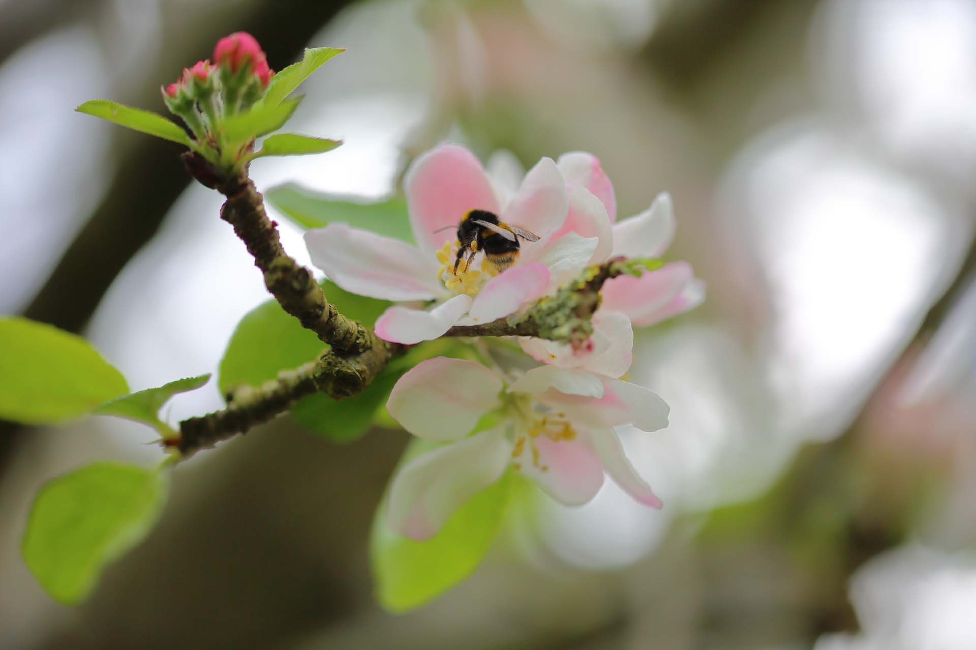 時期:4月上旬
